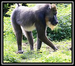 Mandrill Ringtone Download Free