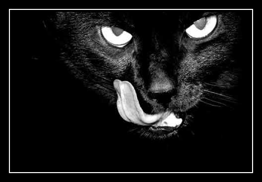 Black Cat Smile Ringtone Download Free