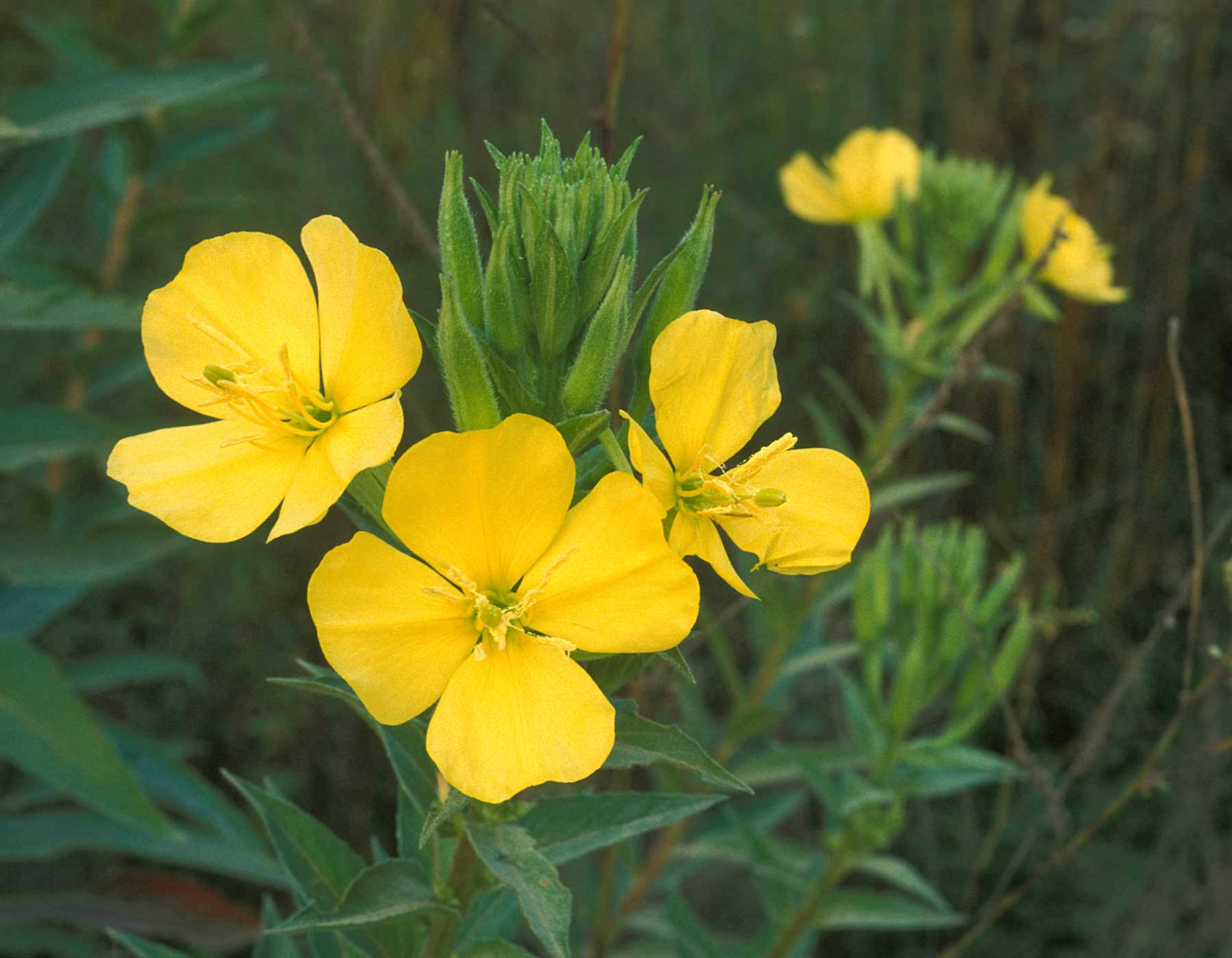 Evening Primrose Ringtone Download Free